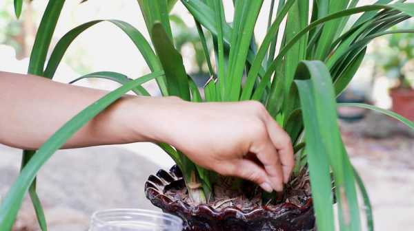 兰花开花如何施肥（兰花开花需要什么肥）