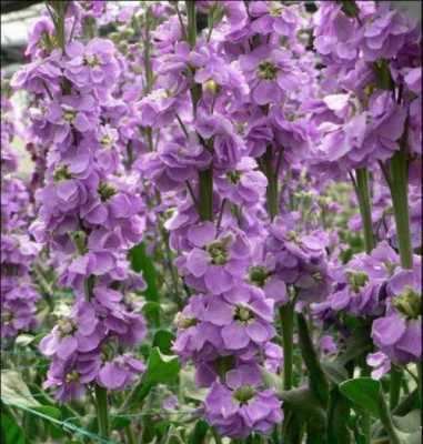紫罗兰花的生长环境（紫罗兰的生长环境与特点）-图1