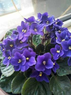 紫罗兰花的生长环境（紫罗兰的生长环境与特点）-图2