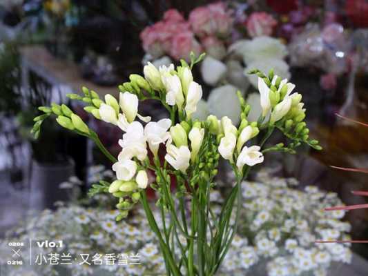 苍兰花又叫什么（苍兰花又叫什么名字）