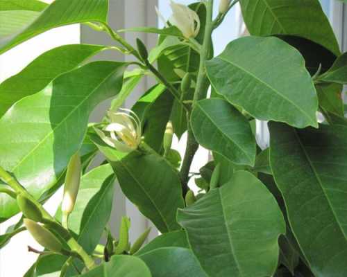 白兰花的养殖（白兰花的养殖方法和注意事项 盆栽）