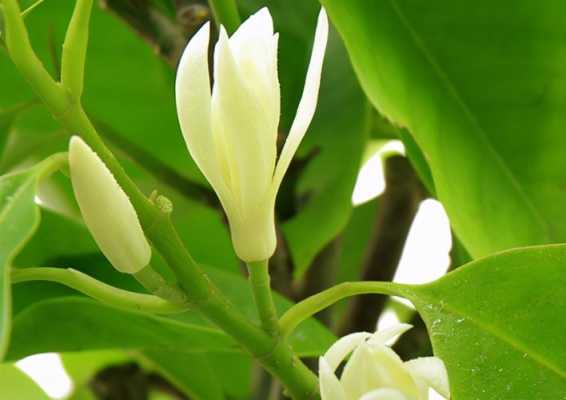 关于白兰花品种及图片的信息