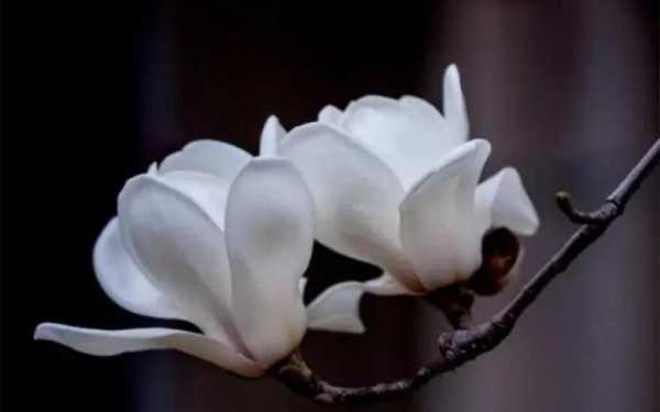 木兰花象征什么（木兰花象征什么意思）