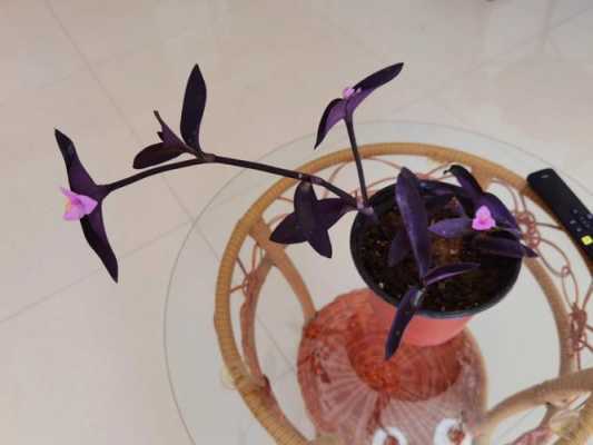 紫鸭跖草盆景造型（紫鸭跖草的科属）-图1