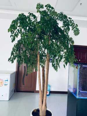 幸福树能修剪吗（幸福树可以修剪吗）