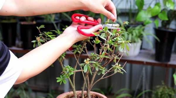 杜鹃花开过后修剪（杜鹃花开花后修剪）
