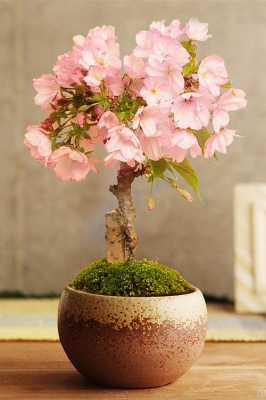 日本樱花适合盆景的有哪些（日本樱花适合盆景的有哪些品种图片）-图3