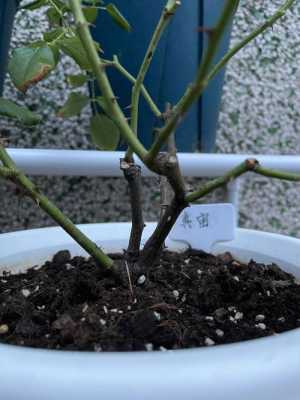 月季花的修剪春季修剪（月季春天修剪）