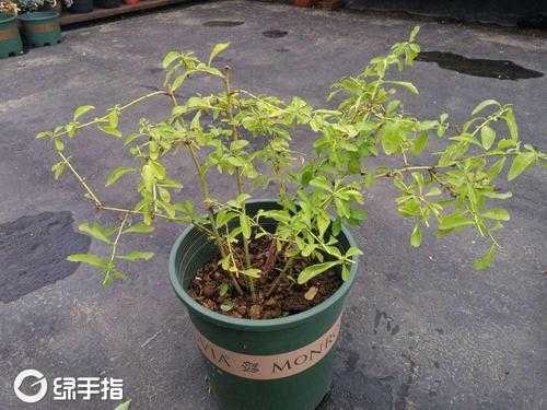 掉蓝怎么修剪(掉蓝叶了变黄了是什么原因)-图3 掉蓝怎么修剪(掉蓝叶了变黄了是什么原因)-图3
