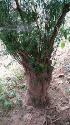 野生红豆杉盆景养护（野生红豆杉老桩怎么栽成活率高）-图3