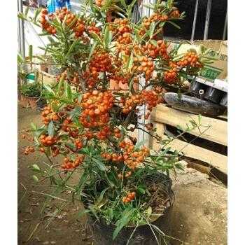 沙棘盆栽的修剪(沙棘盆栽种植技术)-图1 沙棘盆栽的修剪(沙棘盆栽种植技术)-图1