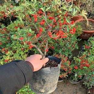沙棘盆栽的修剪(沙棘盆栽种植技术)-图2 沙棘盆栽的修剪(沙棘盆栽种植技术)-图2