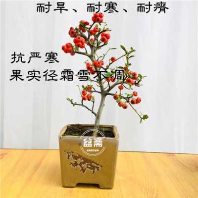 沙棘盆栽的修剪(沙棘盆栽种植技术)-图3 沙棘盆栽的修剪(沙棘盆栽种植技术)-图3
