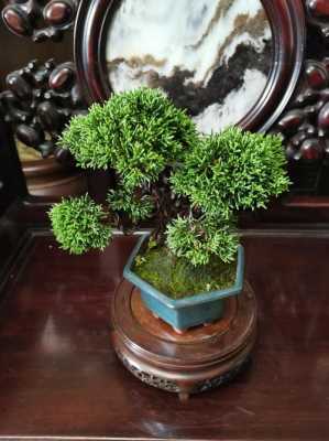 龙柏盆景怎样养（龙柏盆景造型树图片大全）