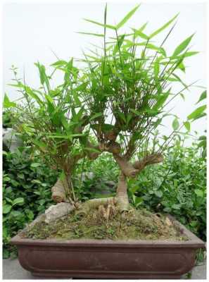 盆景竹子图片（盆景竹子养殖方法和注意事项）-图2
