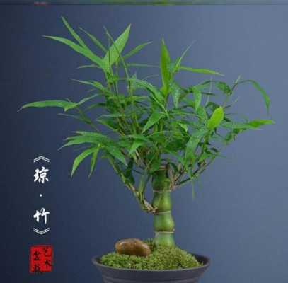 盆景竹子图片（盆景竹子养殖方法和注意事项）-图1