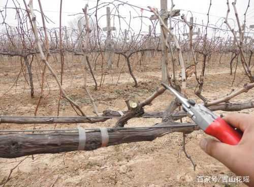 哪些葡萄适合长稍修剪（适宜短梢修剪的葡萄品种）