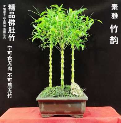 怎样种植竹子盆景（竹子盆栽怎么养才能更旺盛）
