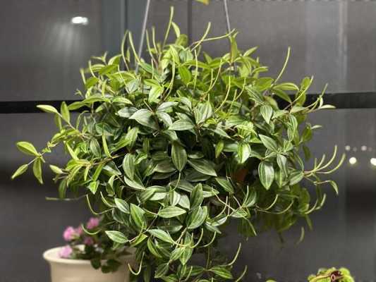 白脉椒草开花修剪方法（白脉椒草怎么爆盆）
