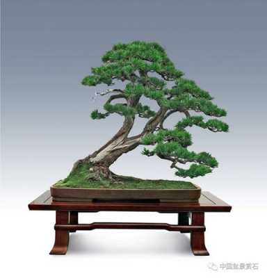 中国盆景七大流派(中国盆景几大派)-图1 中国盆景七大流派(中国盆景几大派)-图1