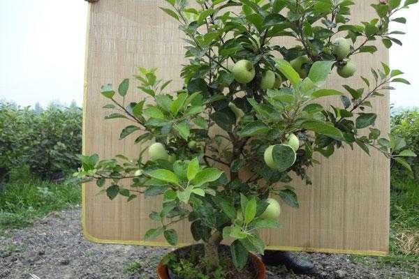 青苹果盆景的养殖方法（青苹果树盆栽图片）