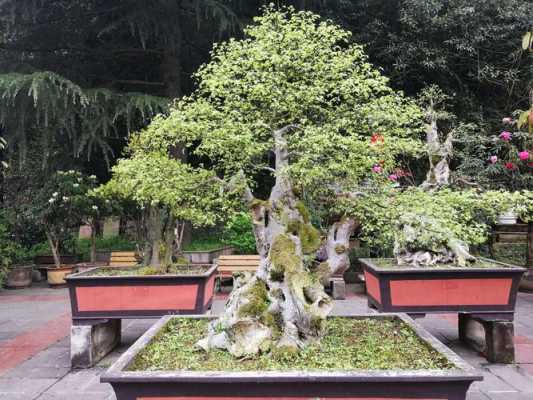 贵州野生盆景树（贵州盆景图片）-图1