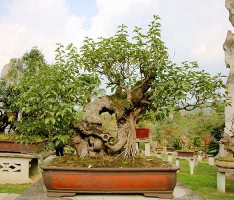 贵州野生盆景树（贵州盆景图片）-图2