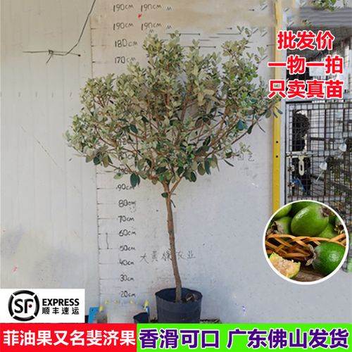 菲油果树修剪方法（菲油果树的种植方法）-图2
