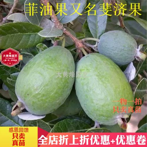 菲油果树修剪方法（菲油果树的种植方法）-图3