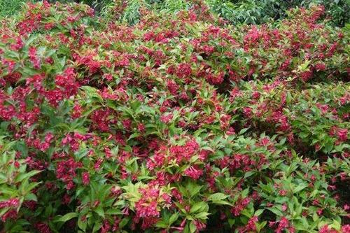 锦带花几月份好修剪(锦带花几月份修剪?)-图2 锦带花几月份好修剪(锦带花几月份修剪?)-图2