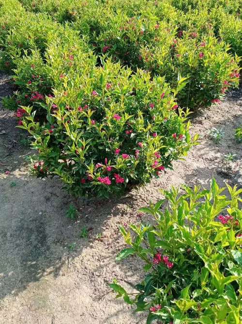 锦带花几月份好修剪(锦带花几月份修剪?)-图3 锦带花几月份好修剪(锦带花几月份修剪?)-图3