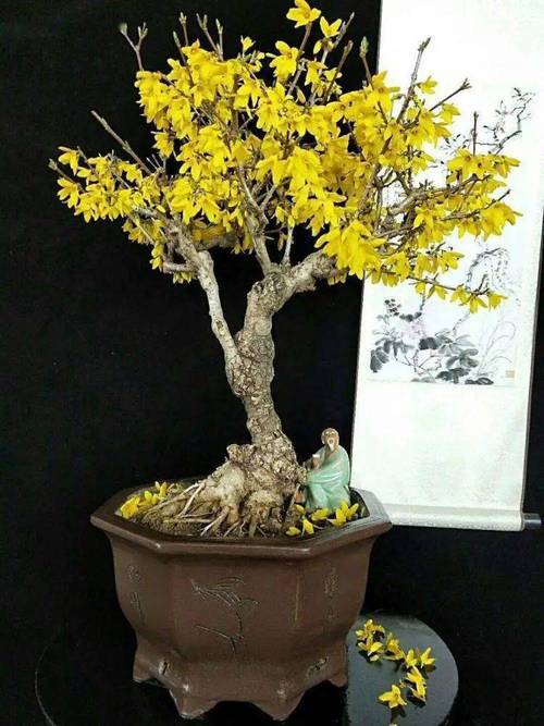 花叶连翘盆景（花叶连翘开花）