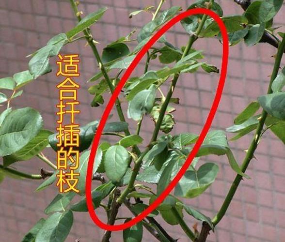 高的月季花后怎么修剪（月季花长的太高怎么修剪）