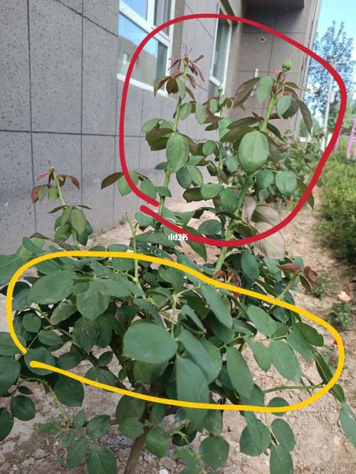 月季咋修剪(月季怎修剪)-图2 月季咋修剪(月季怎修剪)-图2
