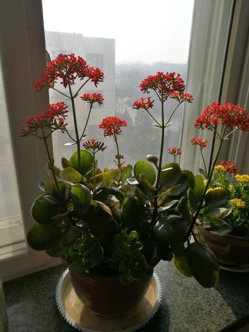 长寿花过冬要修剪吗(长寿花过冬要修剪吗图片)-图2 长寿花过冬要修剪吗(长寿花过冬要修剪吗图片)-图2