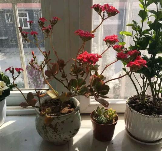 长寿花过冬要修剪吗(长寿花过冬要修剪吗图片)-图3 长寿花过冬要修剪吗(长寿花过冬要修剪吗图片)-图3