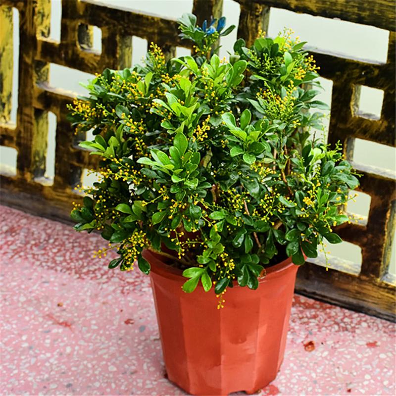 米兰花盆景图片（米兰花盆景图片欣赏）