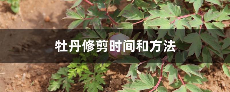 牧丹什么时候修剪(牧丹什么时候修剪最合适)-图2 牧丹什么时候修剪(牧丹什么时候修剪最合适)-图2