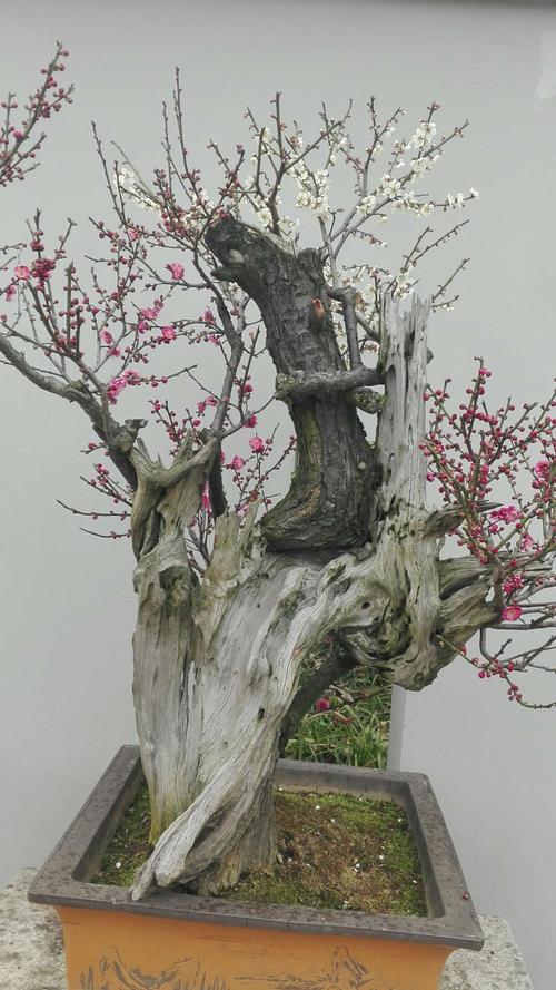 老楼盆景梅花(盆栽梅花老桩怎么养)-图3 老楼盆景梅花(盆栽梅花老桩怎么养)-图3