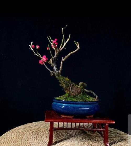 老楼盆景梅花(盆栽梅花老桩怎么养)-图1 老楼盆景梅花(盆栽梅花老桩怎么养)-图1
