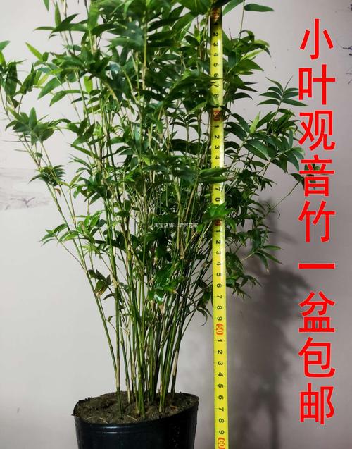 盆景竹子的种类和名称图片（请问盆景竹子如何管理栽培）