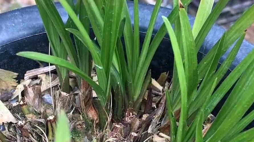 台湾兰花草修剪（台湾养兰花用什么肥料最好）