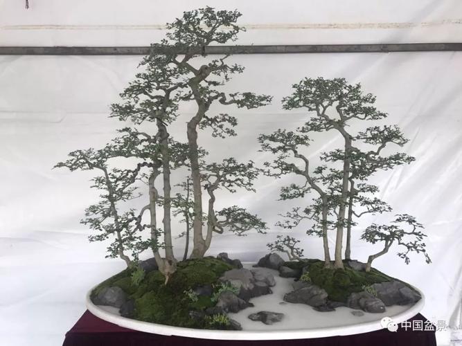 BCI盆景（bci盆景精品展）
