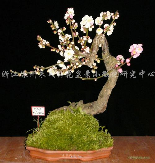 顶级矮盆景梅花（梅花桩好还是矮桩好）