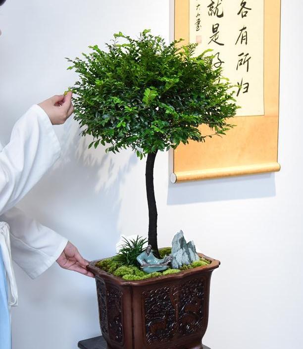 小叶紫檀修剪养护（小叶紫檀修剪养护时间）