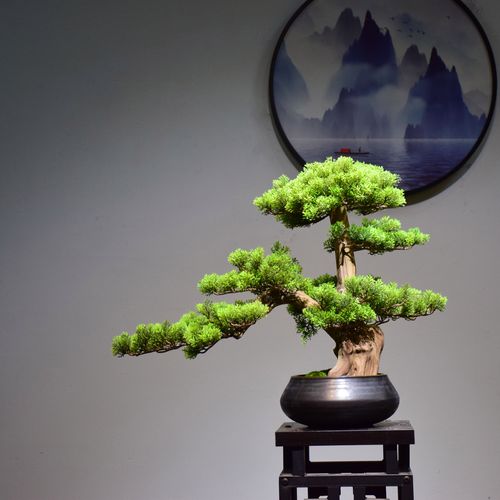 盆景植物营销方案（盆景植物营销方案策划）