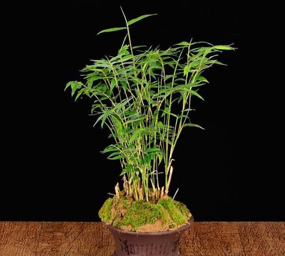 盆景竹子修剪（盆景竹子如何修剪）