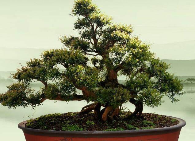 雀舌赤楠盆景(赤楠盆景怎么养视频)-图2 雀舌赤楠盆景(赤楠盆景怎么养视频)-图2
