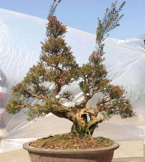 雀舌赤楠盆景(赤楠盆景怎么养视频)-图3 雀舌赤楠盆景(赤楠盆景怎么养视频)-图3