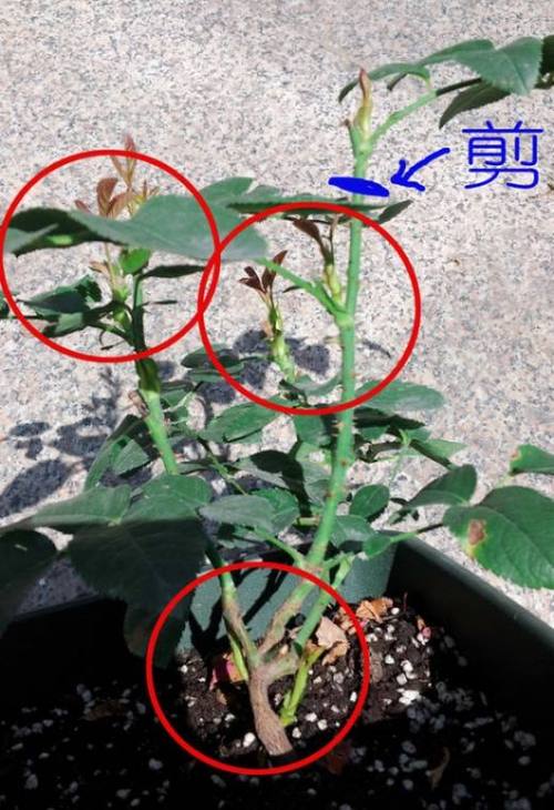 月季春季修剪什么时候（月季春天修剪时间和方法）